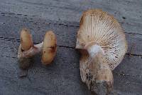 Armillaria gallica image