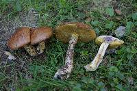 Suillus acidus image