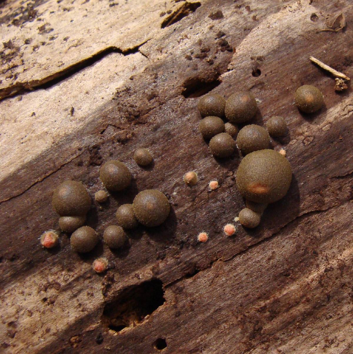 Reticulariaceae image