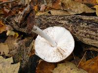 Pluteus petasatus image