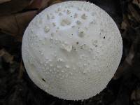 Amanita polypyramis image