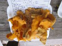 Cantharellus lateritius image