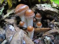 Psilocybe azurescens image