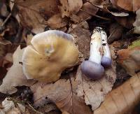 Cortinarius croceocaeruleus image