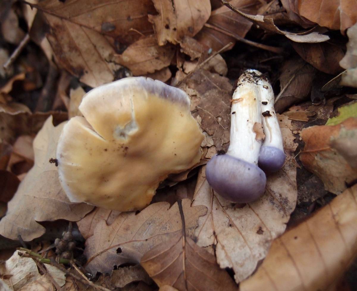 Cortinarius croceocaeruleus image