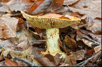 Cortinarius elegantissimus image