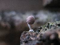 Mycena meliigena image