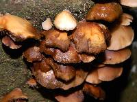 Crepidotus mollis image
