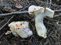 Hygrophorus pudorinus image