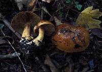 Cortinarius elegantior image