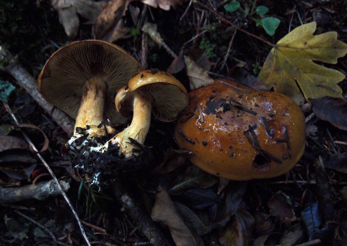 Cortinarius elegantior image