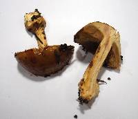 Cortinarius elegantior image