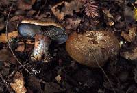 Cortinarius glaucopus image