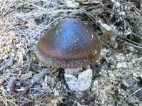 Amanita pachycolea image