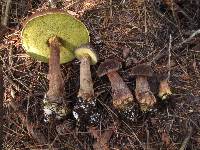 Boletellus mirabilis image