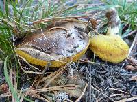 Suillus brevipes image