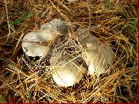 Tricholoma terreum image