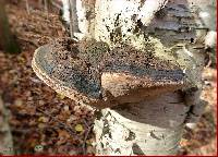 Phellinus igniarius image