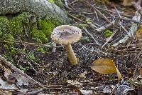 Amanita amerifulva image