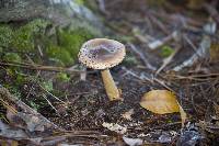 Amanita amerifulva image