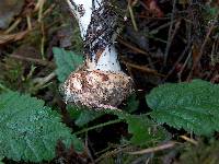 Chlorophyllum olivieri image