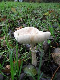 Macrolepiota mastoidea image