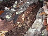 Hypholoma fasciculare var. fasciculare image