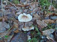 Mycena galericulata image