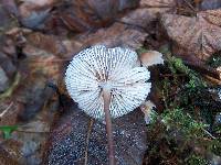 Mycena galericulata image