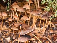 Psathyrella corrugis image