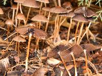 Psathyrella corrugis image