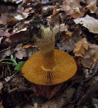 Cortinarius cotoneus image