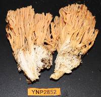 Ramaria largentii image