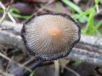 Coprinellus truncorum image