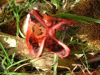 Clathrus archeri image