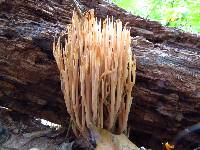 Ramaria stricta image