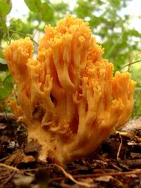 Ramaria aurea image