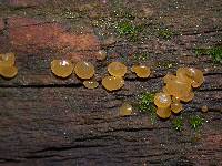 Dacrymyces capitatus image