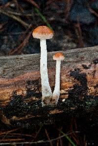 Hypholoma marginatum image