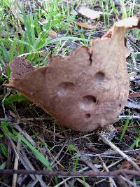 Lycoperdon utriforme image