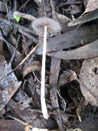 Coprinellus xanthothrix image