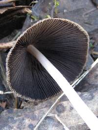 Coprinellus truncorum image