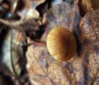 Marasmius wynneae image