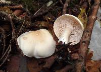 Tricholoma stiparophyllum image