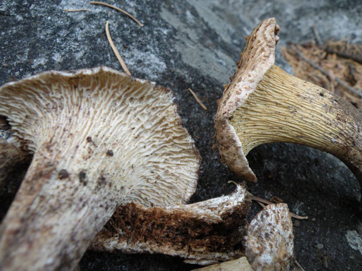 Gomphus bonarii image