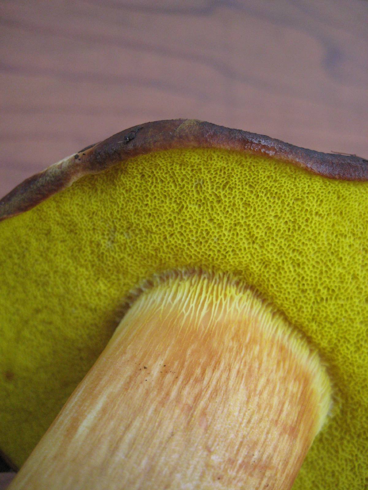 Boletus citriniporus image
