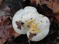 Hygrophorus chrysodon image