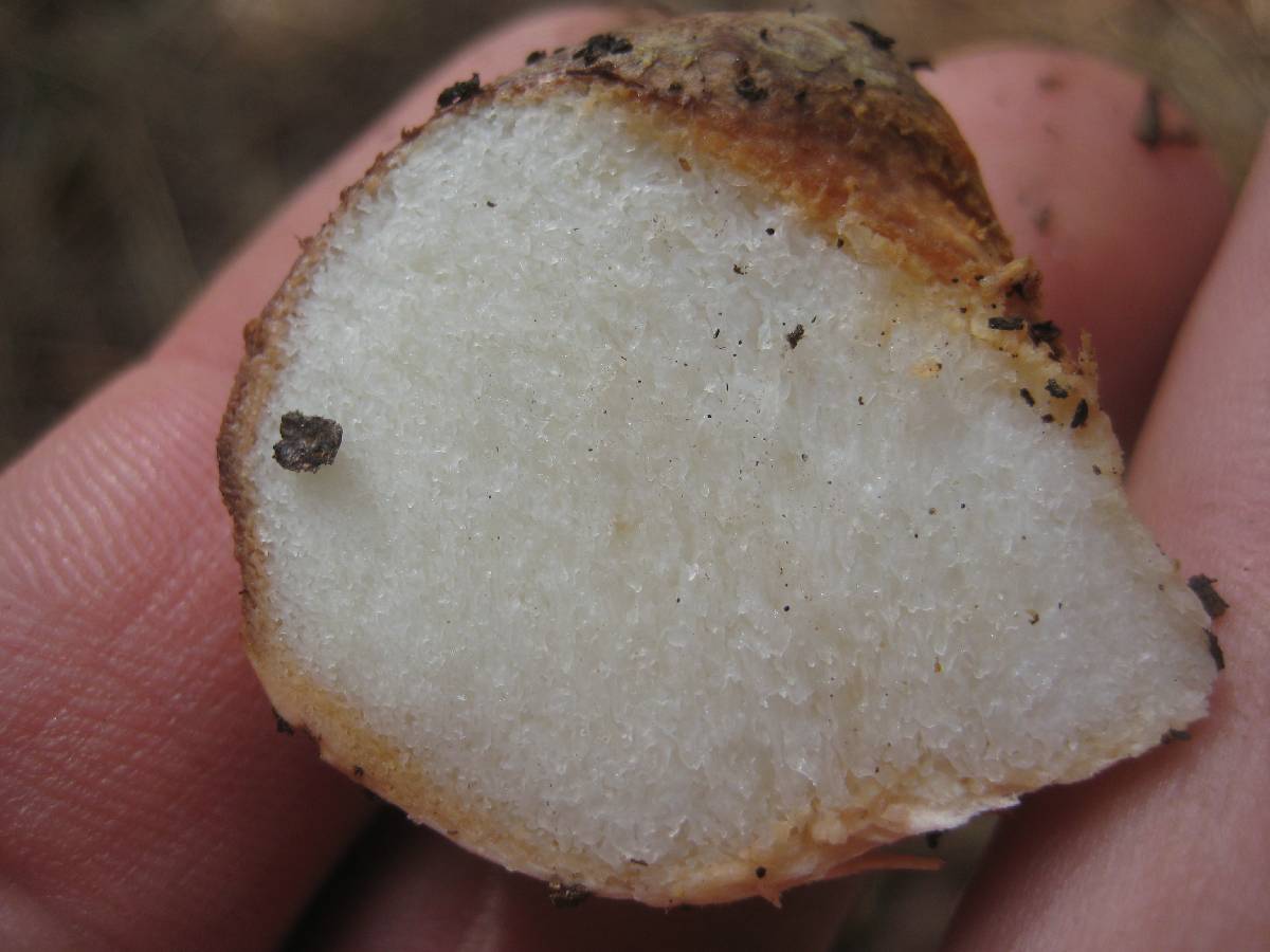 Rhizopogon vinicolor image