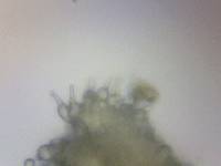 Psilocybe stuntzii image