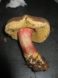 Boletus zelleri image